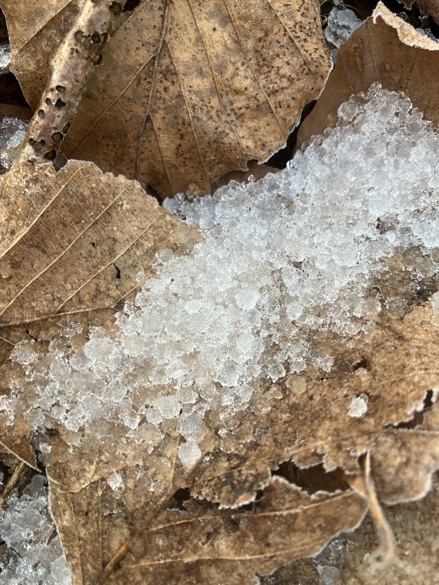 Beautiful Garden tweet media