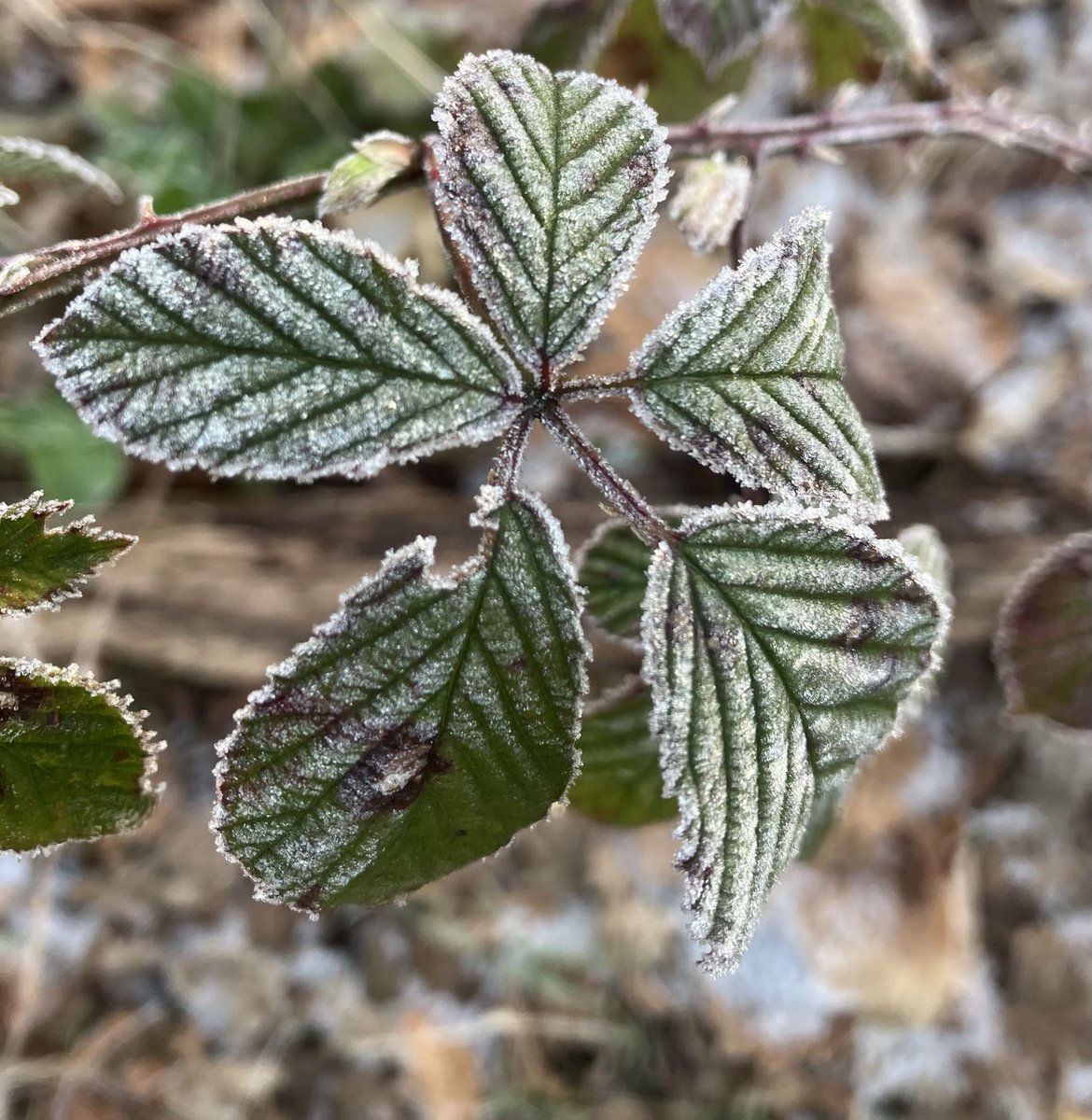 Beautiful Garden tweet media