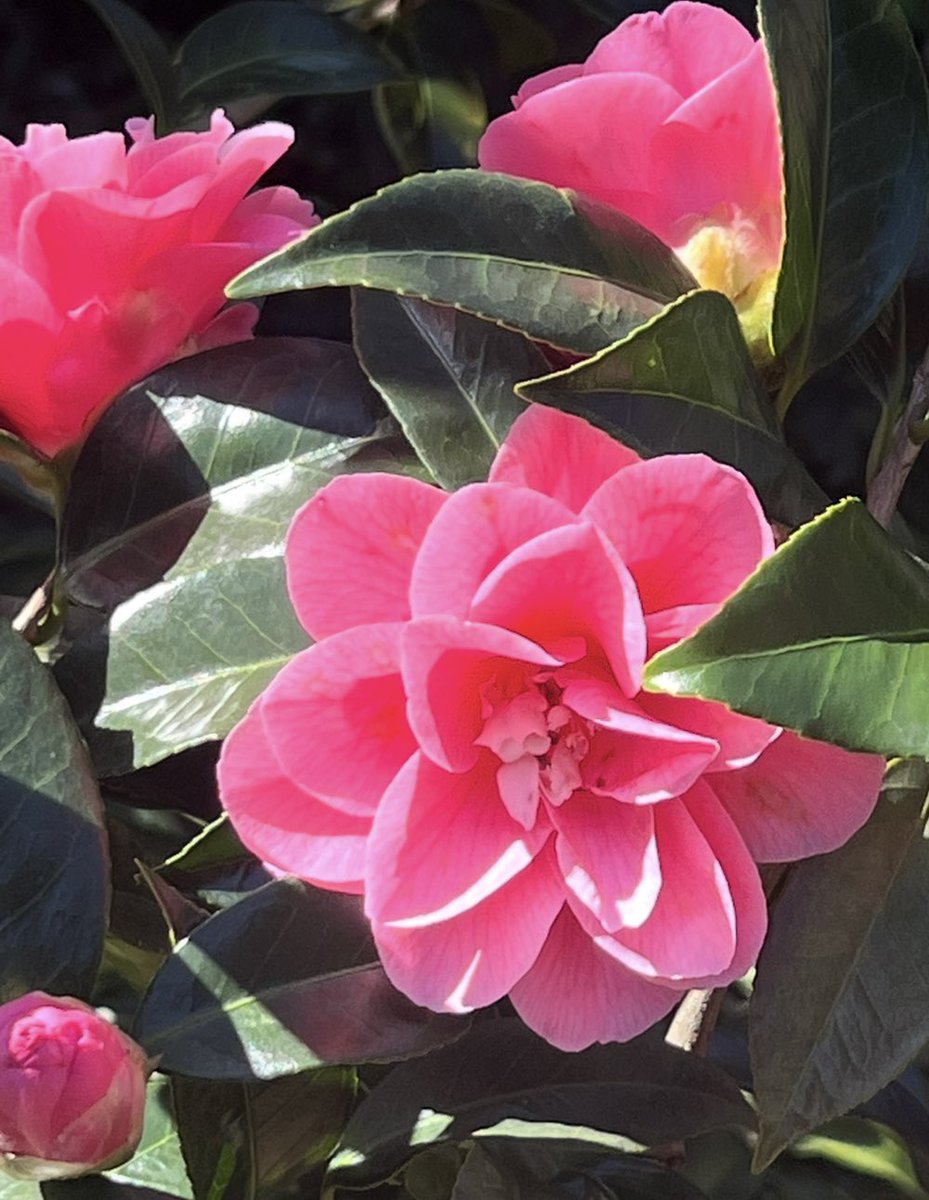 ネラ ペルラ🐒BELIEVER. tweet media