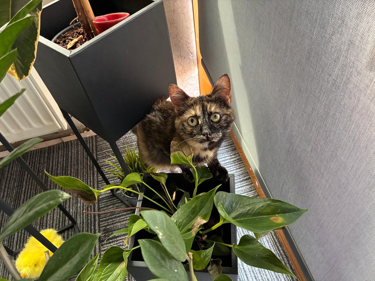 SELDA TÜRKDOĞAN tweet media