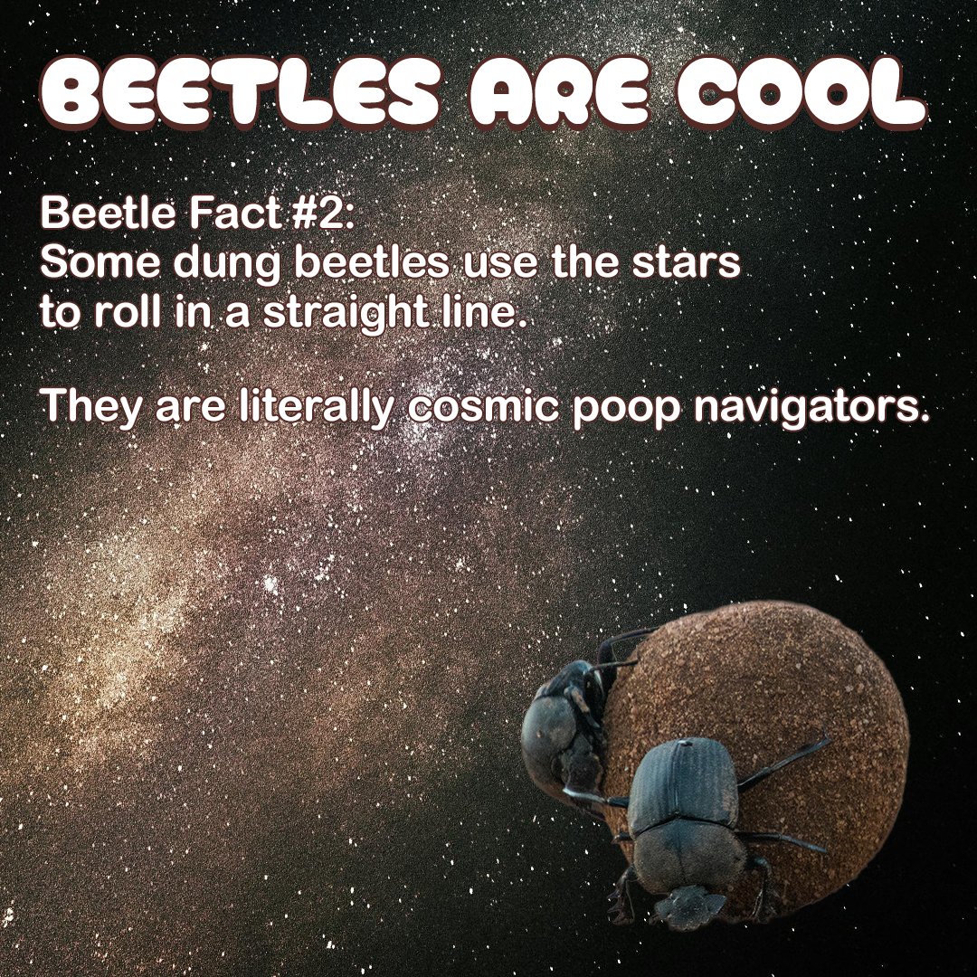 Lesser Weevil tweet media