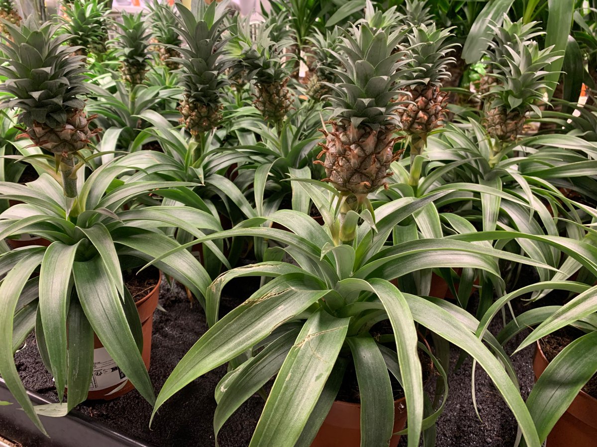 Deep Fella tweet media