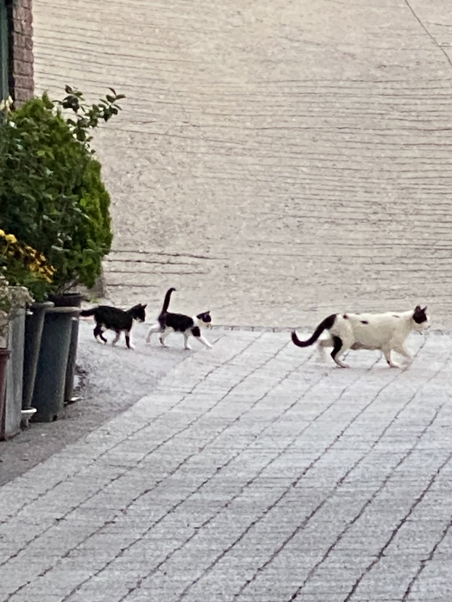 그린레몬 tweet media