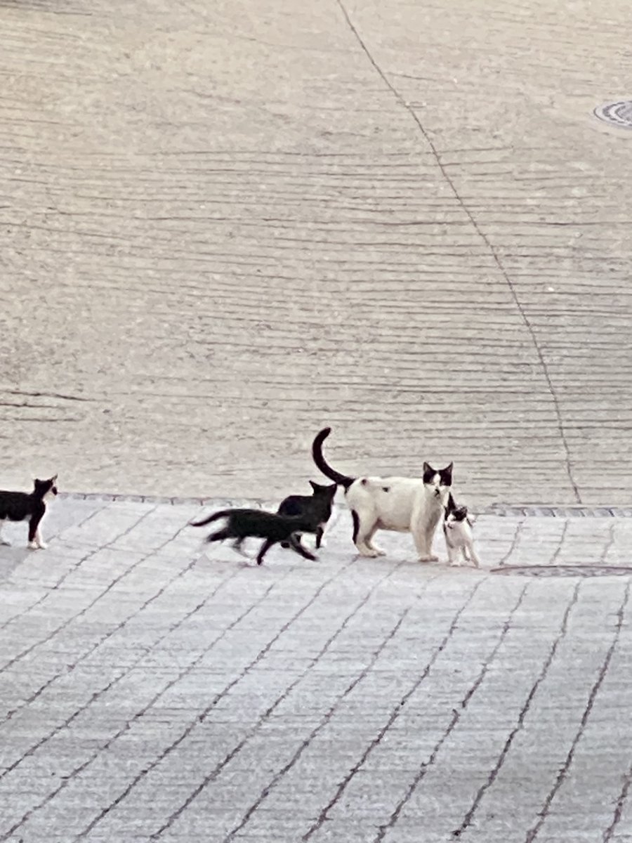 그린레몬 tweet media