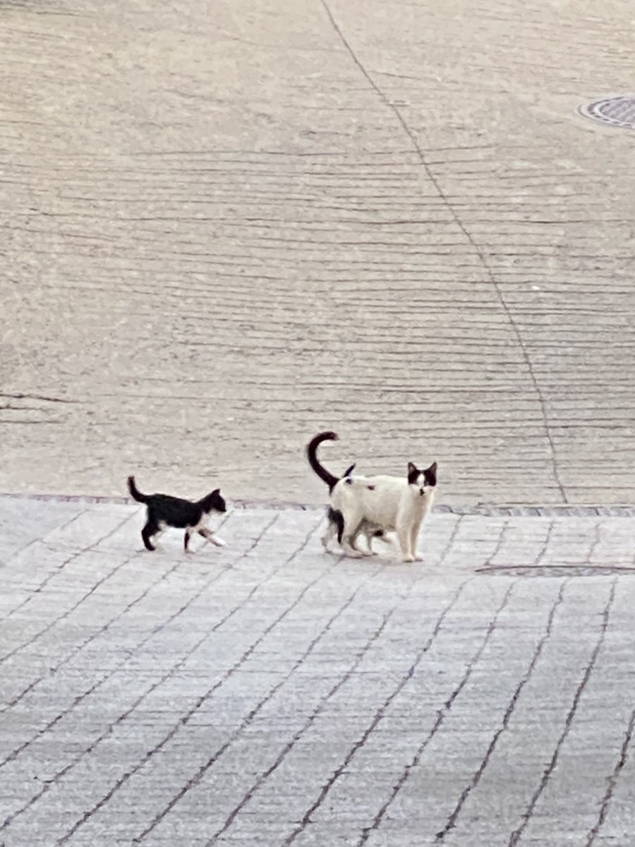 그린레몬 tweet media