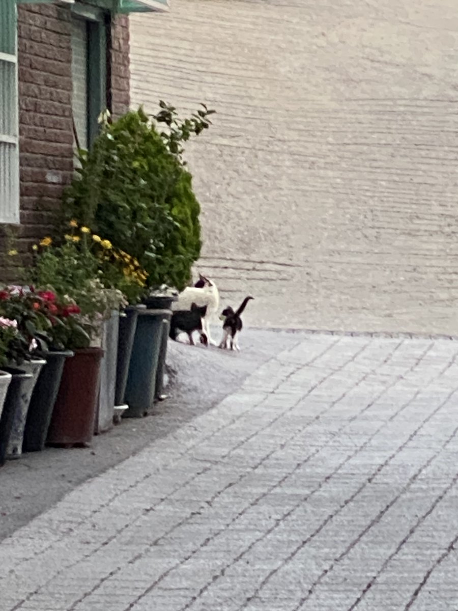 그린레몬 tweet media