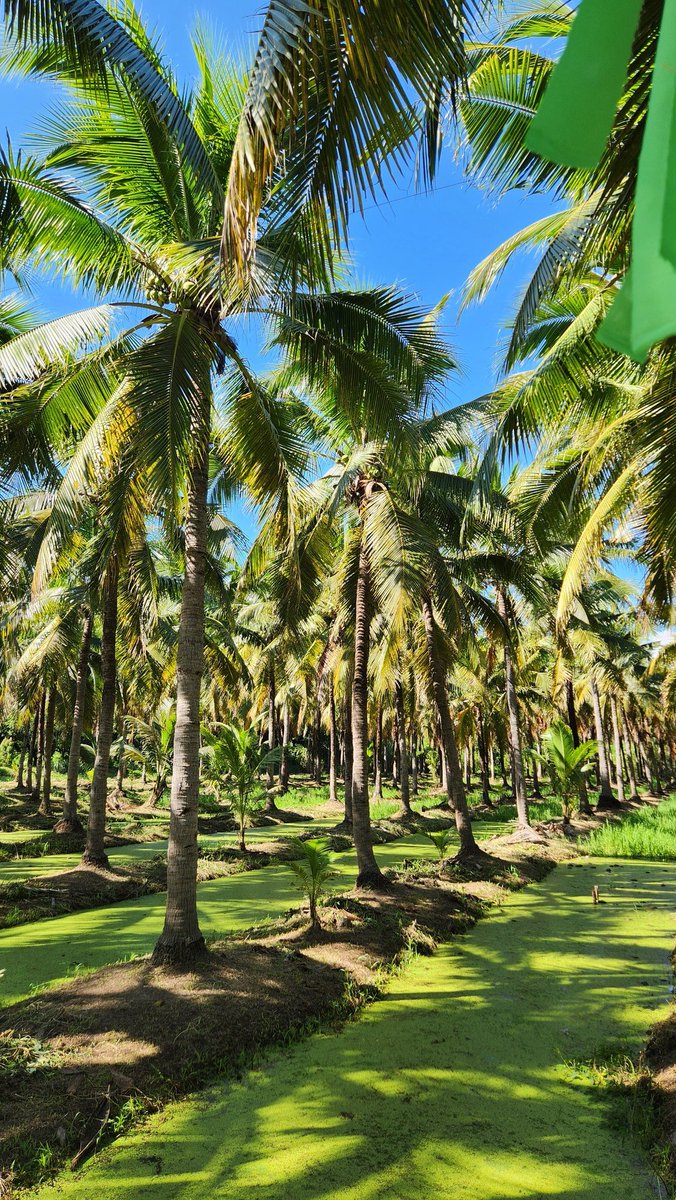 왕새우 tweet media