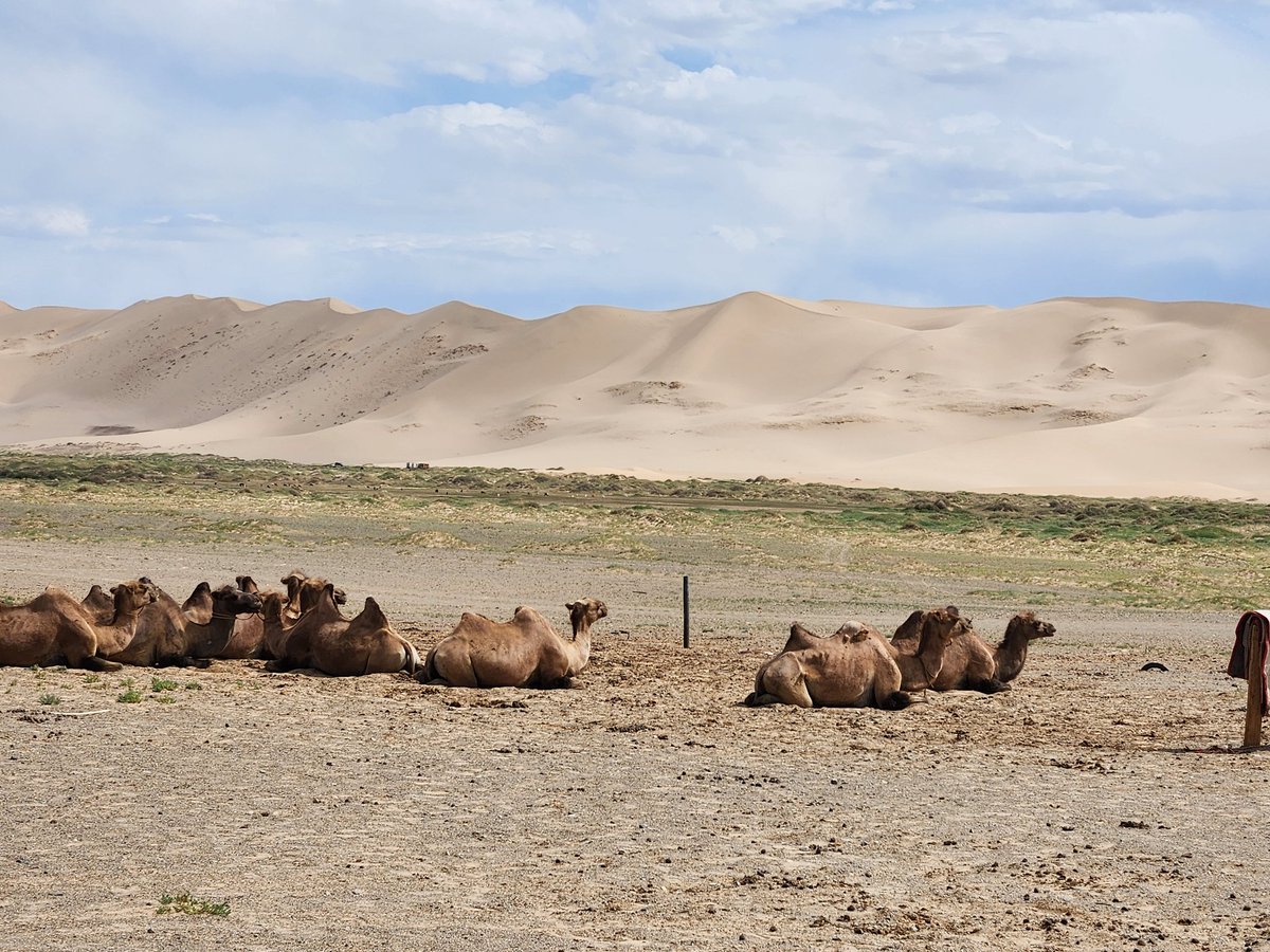 왕새우 tweet media