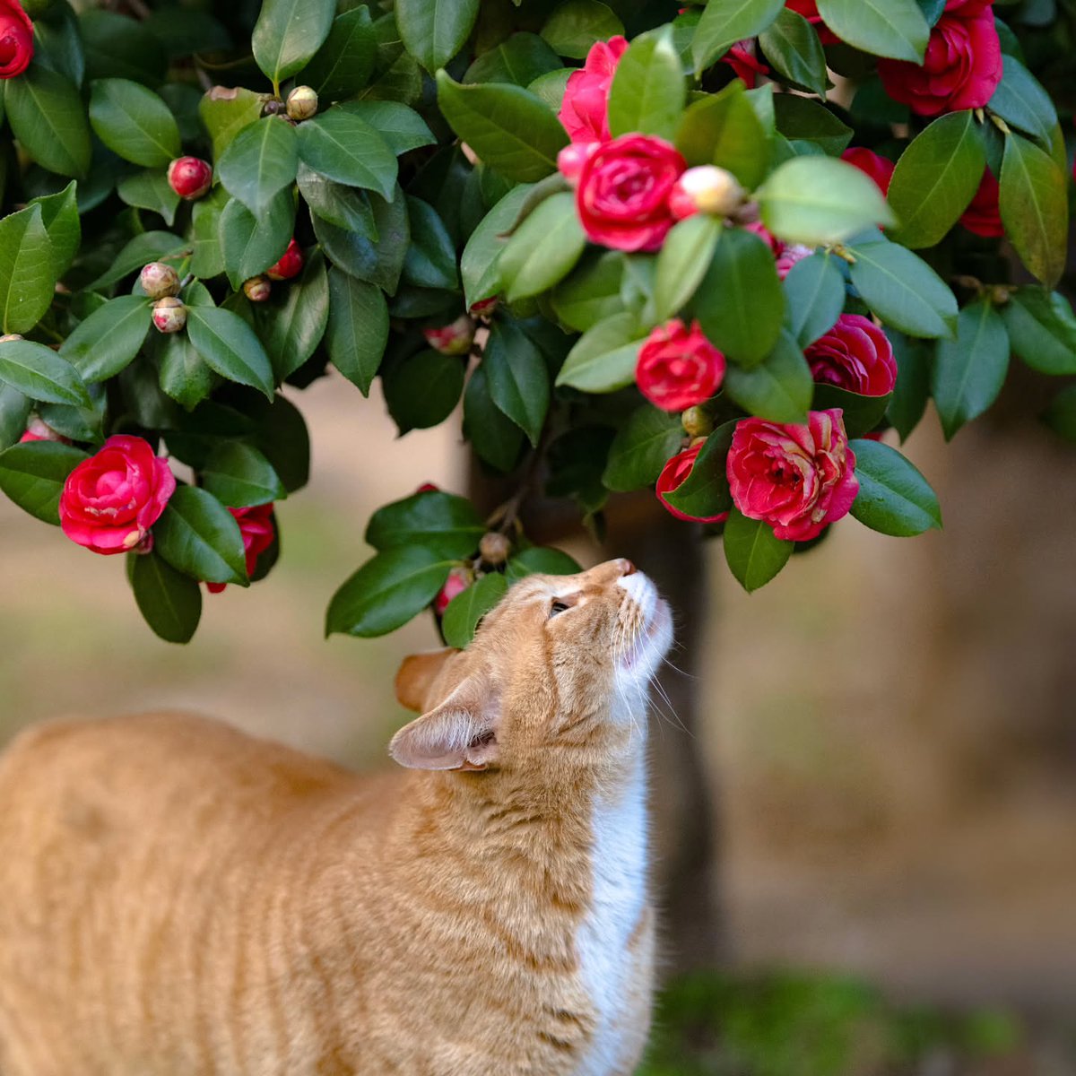 Purely Green tweet media