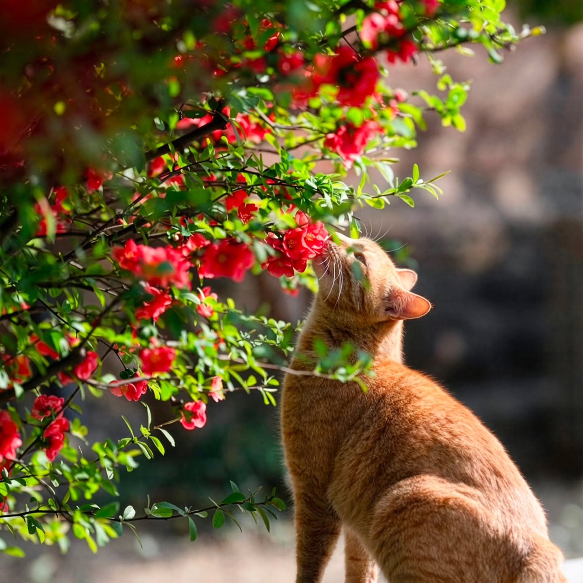 Purely Green tweet media