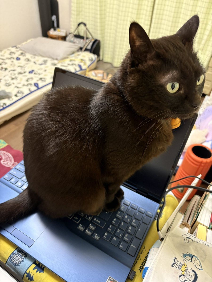 黒猫なつめ tweet media