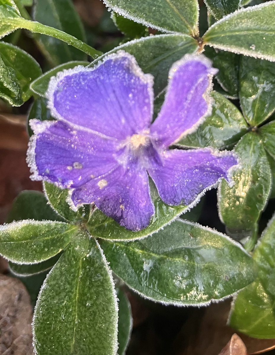 Beautiful Garden tweet media