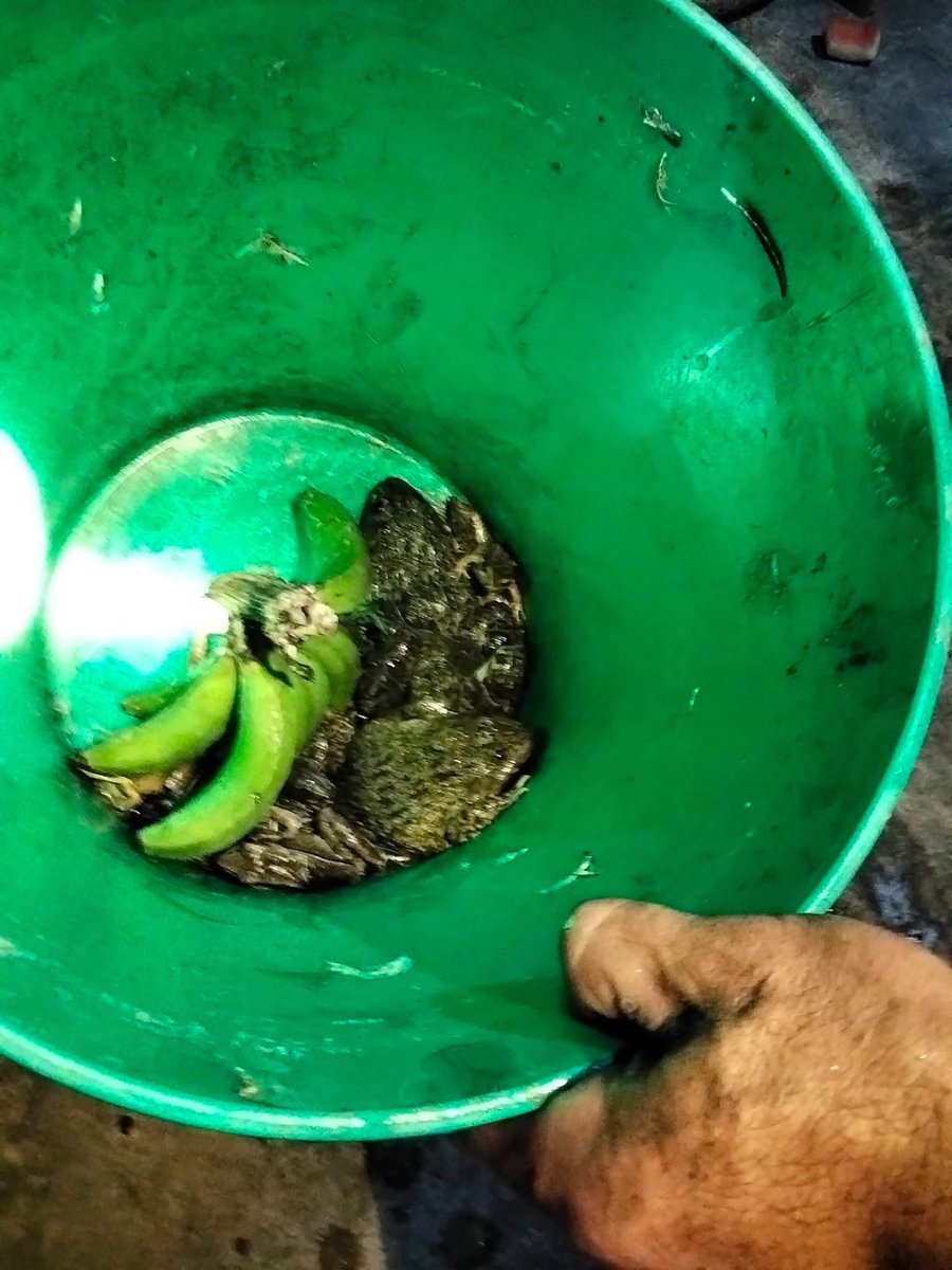 Bùi Nguyên | Enrick tweet media