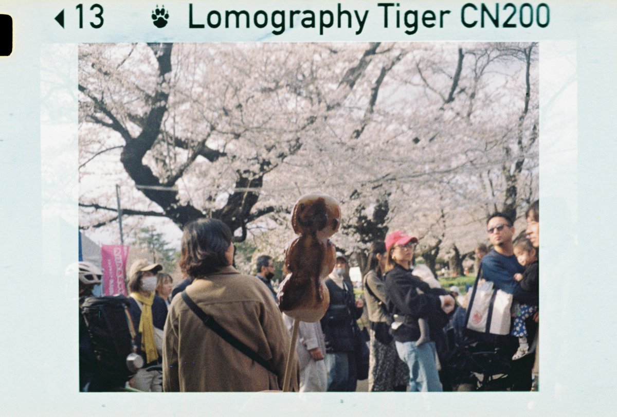 humansystem0806's tweet image. 3月もまもなく終わり。
東京にも春が来ます。
これは昨年の桜写真ですが、今年もたくさん、素敵な桜を見れるとよいですねぇ🌸
まあ……花より団子ですが笑
#PENTAXAUTO110
#AGFAMATIC1000
#フィルムカメラ