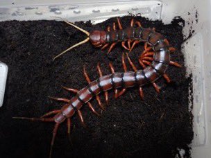 Bug Bug bugs■3/28、29 ナゴレプ tweet media