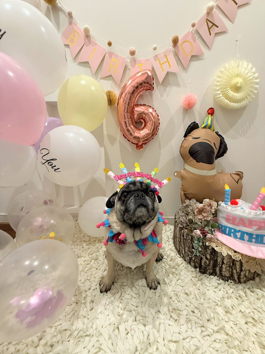 パグのピーちゃん tweet media