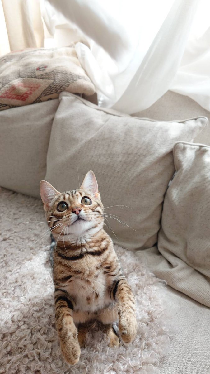 ヴィットーニオ・シニッティ tweet media