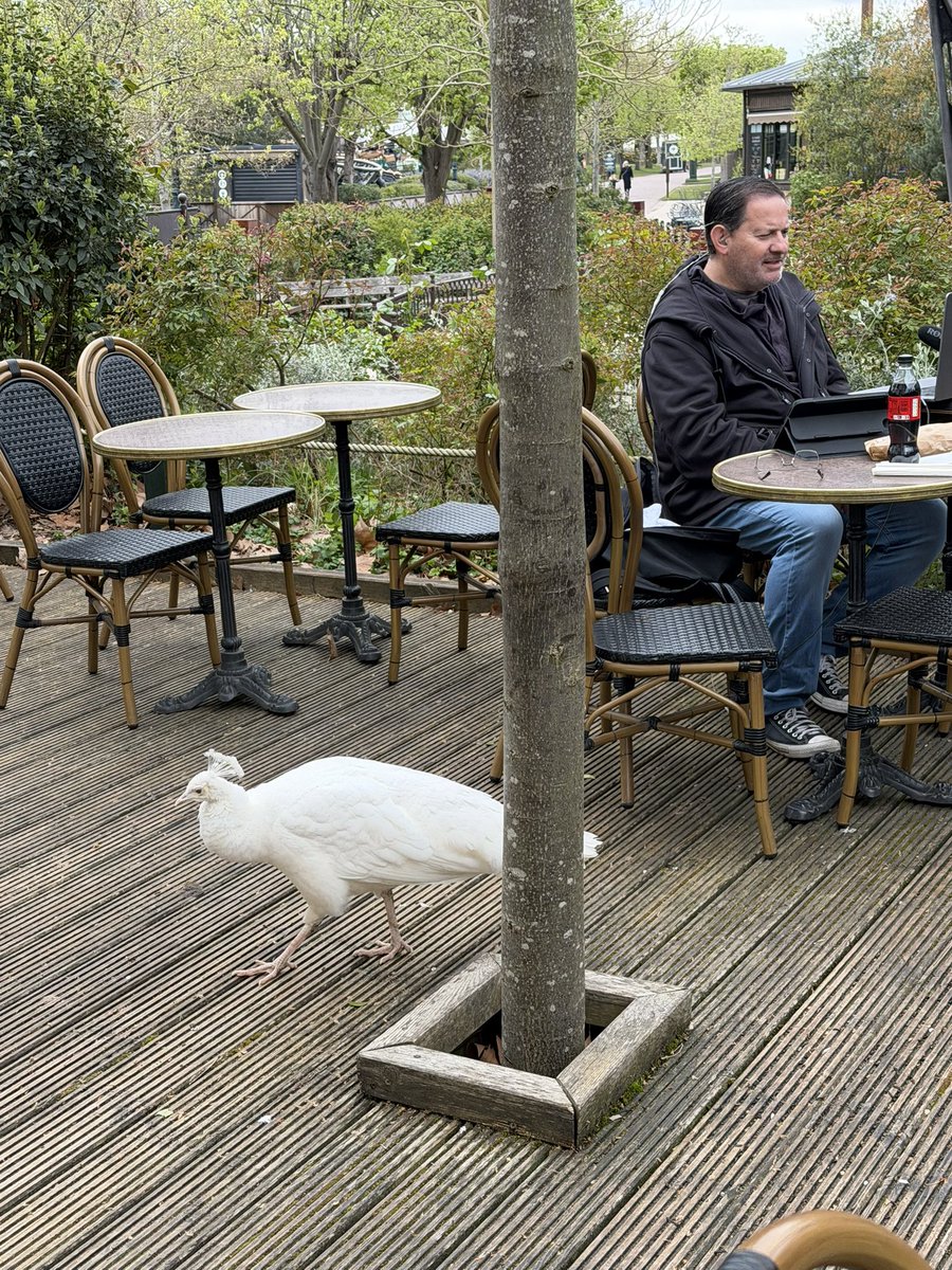 Mark Halperin tweet media