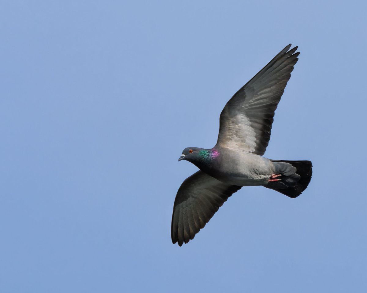 Candice Burke tweet media