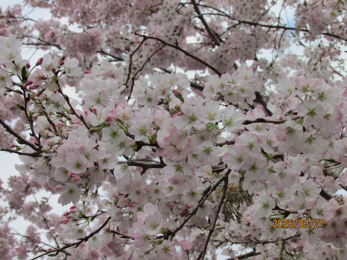 うぉた tweet media