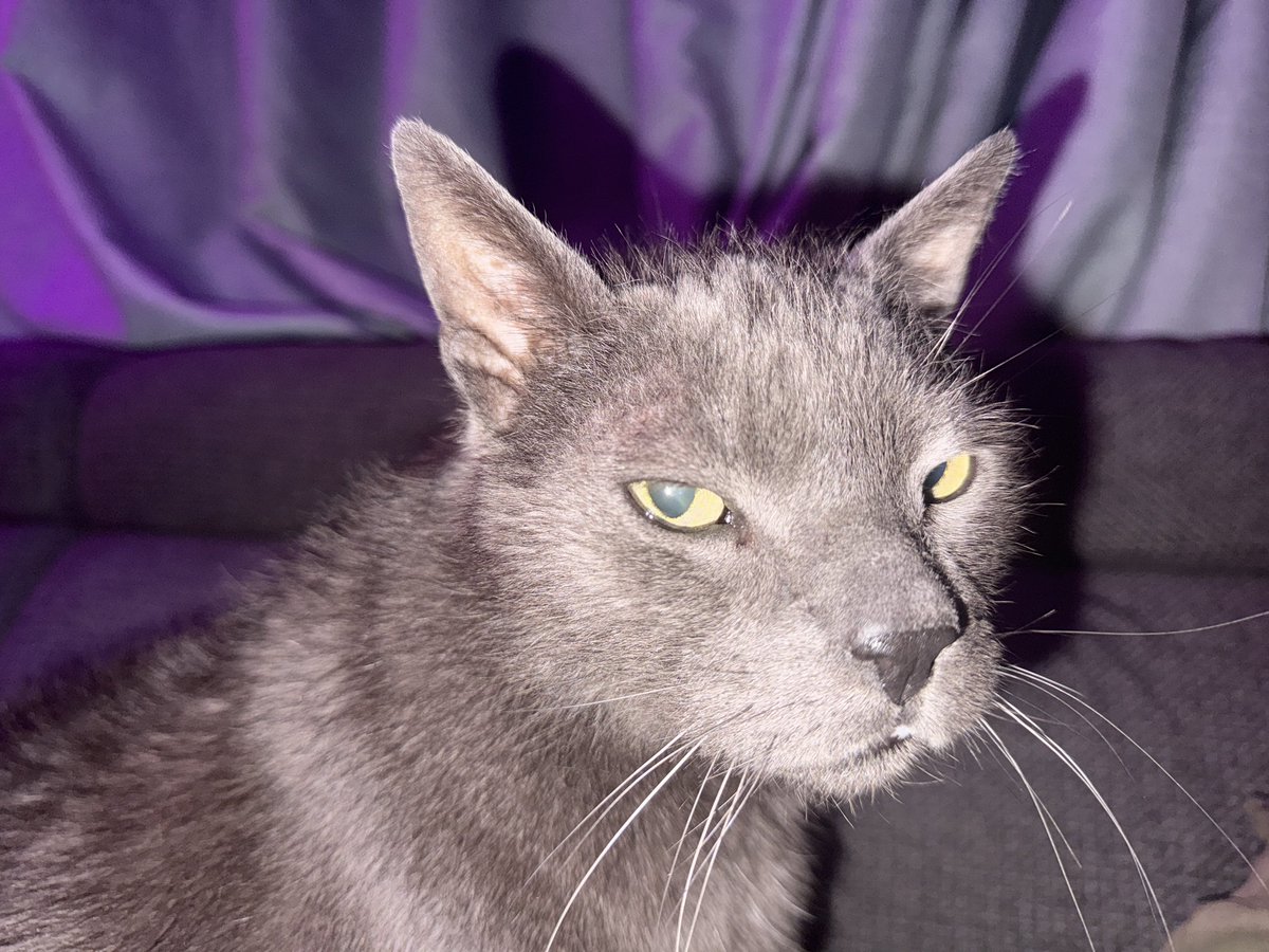 Sissy Eva Blanc tweet media