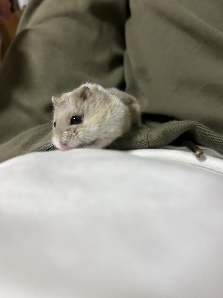 郡南蛮田 平平(ぐなんばんでん　へいぺい) tweet media