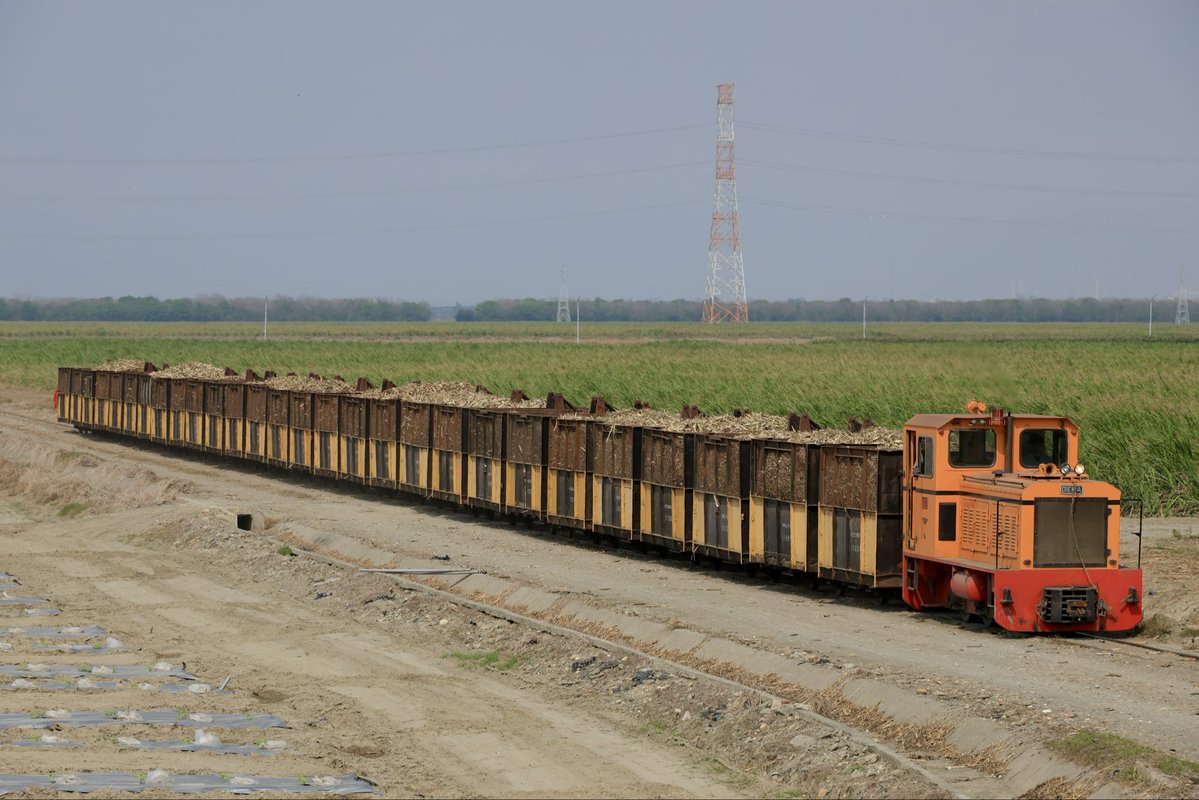 だいさま🇹🇼 tweet media