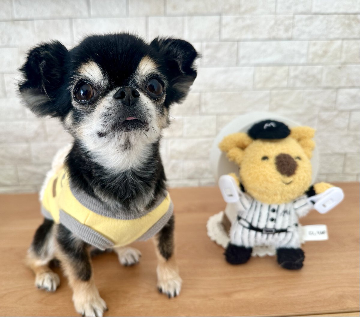 よいこのあんこ🐶 tweet media