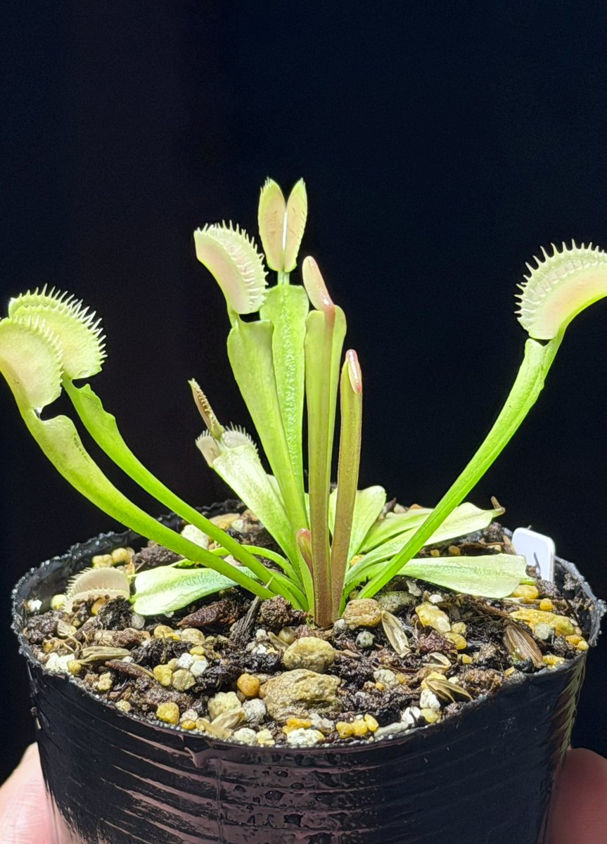 Pan-nu@食虫植物楽しいよ tweet media