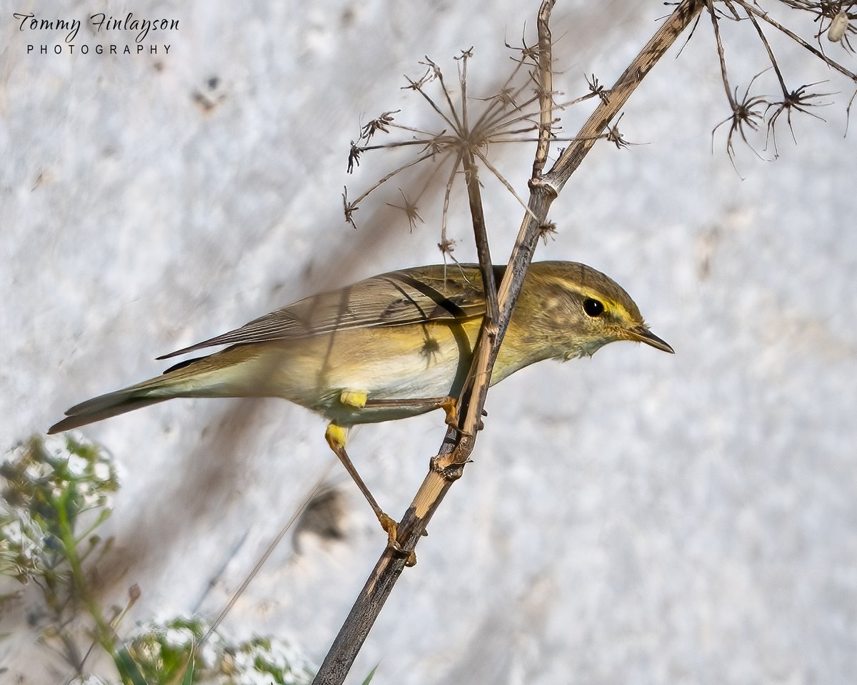 Tommy Finlayson 🇬🇧🇬🇮 tweet media
