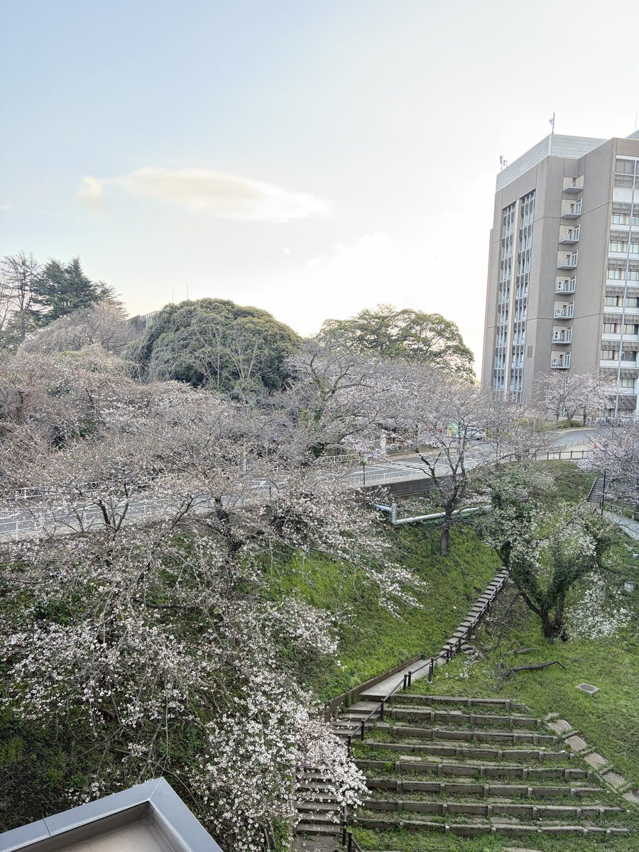 この桜を見るのも最後かなと思ったのは大学院を卒業した11年前
その後ご縁があり留学を経て指導側で勤務することになり
多くの後輩の成長を見守ることができました
さて、今度こそ本当に最後となりました
新天地でもいい治療をして患者さんの健康に貢献し、その工夫を発信していけるよう精進致します