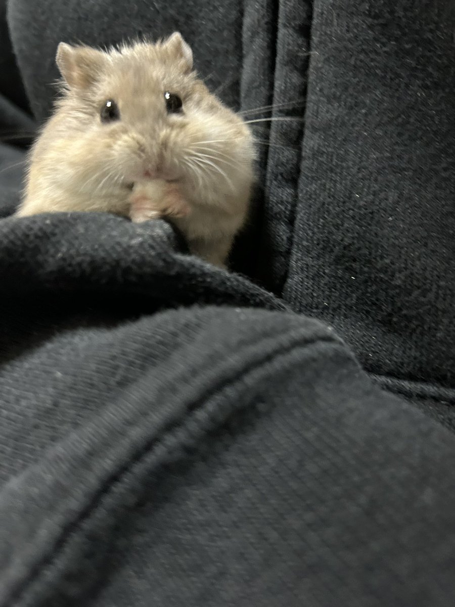 郡南蛮田 平平(ぐなんばんでん　へいぺい) tweet media