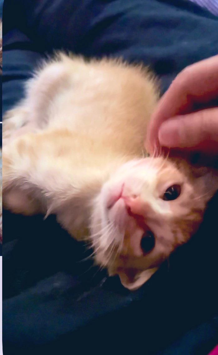 Gatinhos da Di 🐈 Abrigo Davi tweet media