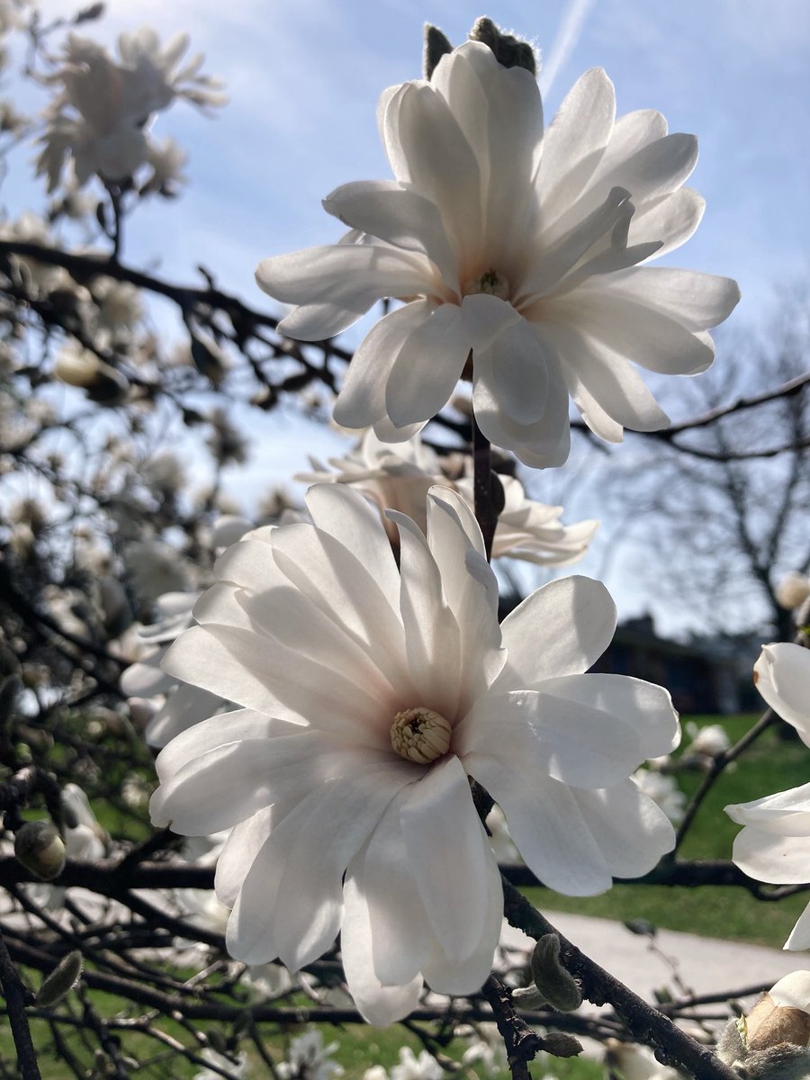 Marann H. Jones Flower Shop & Garden Design 💐 tweet media