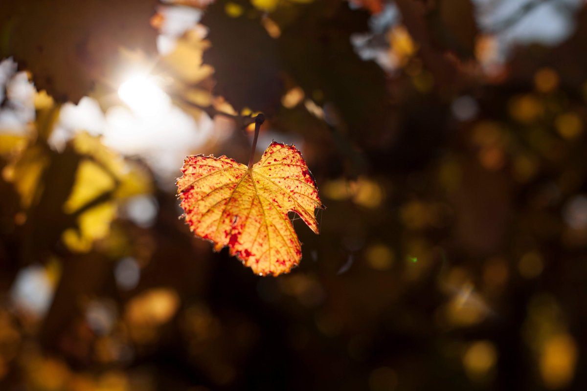 SantaJuliaARG's tweet photo. El otoño se insinúa en nuestras fincas.
Las hojas del viñedo empiezan a cambiar apenas, casi en silencio.

Así, entre estaciones que se despiden y otras que comienzan, el viñedo se transforma y nos recuerda que el tiempo también es parte del vino. https://t.co/MJHBwfS3iJ