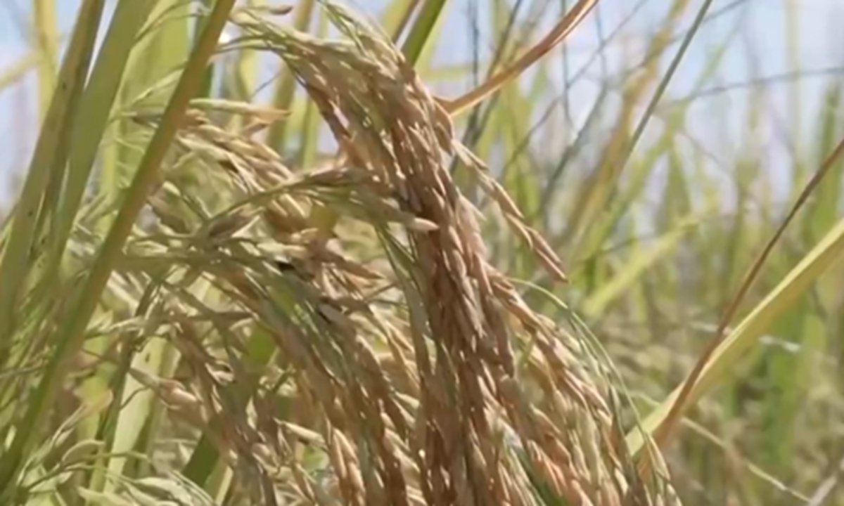 Global Times tweet media