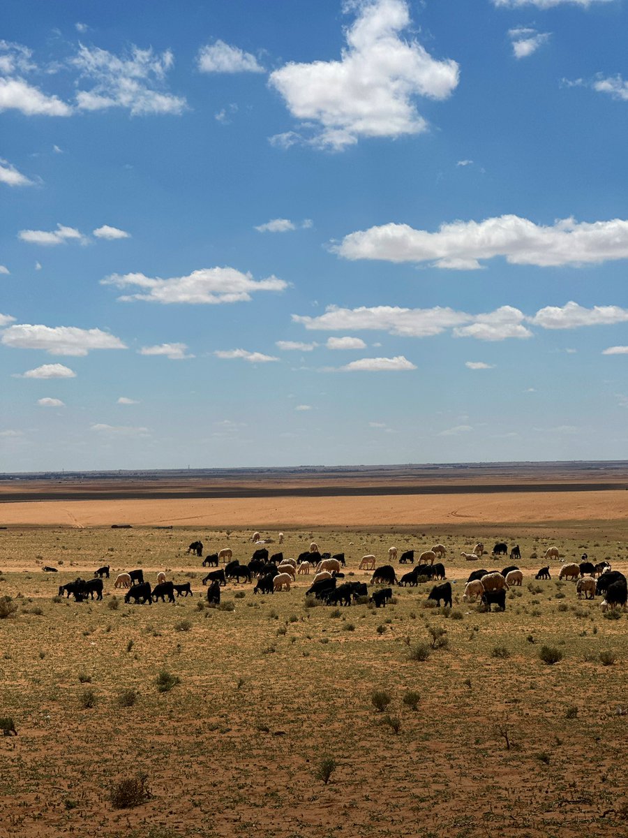كشته خفافيه بعد أمطار أمس
منظر السماء لحاله جميييل جدًا 💙