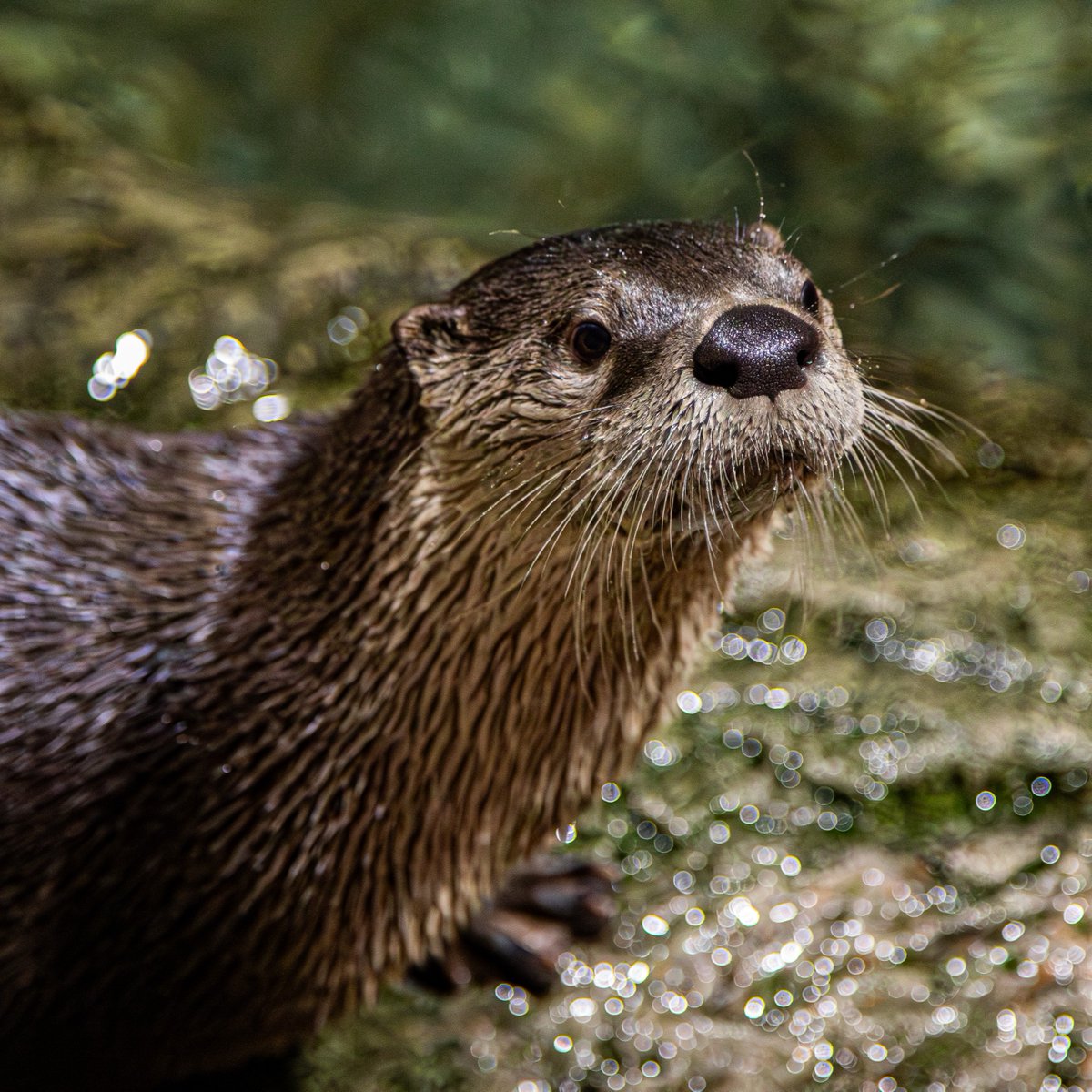 The Toronto Zoo tweet media