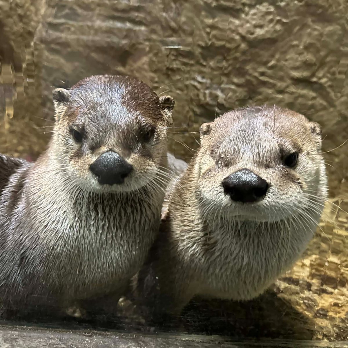 The Toronto Zoo tweet media