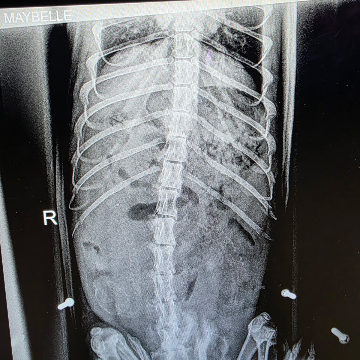 The Toronto Zoo tweet media