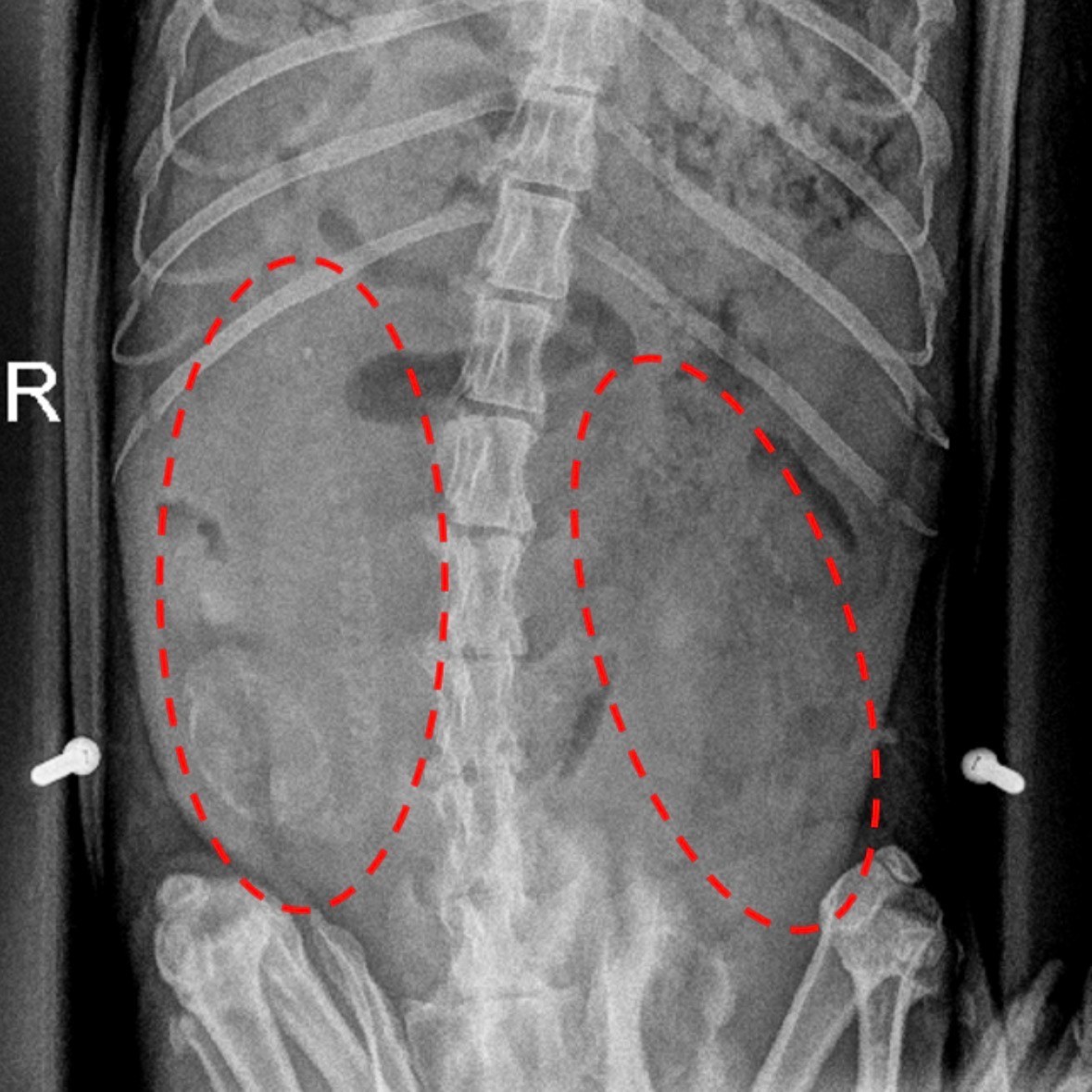 The Toronto Zoo tweet media