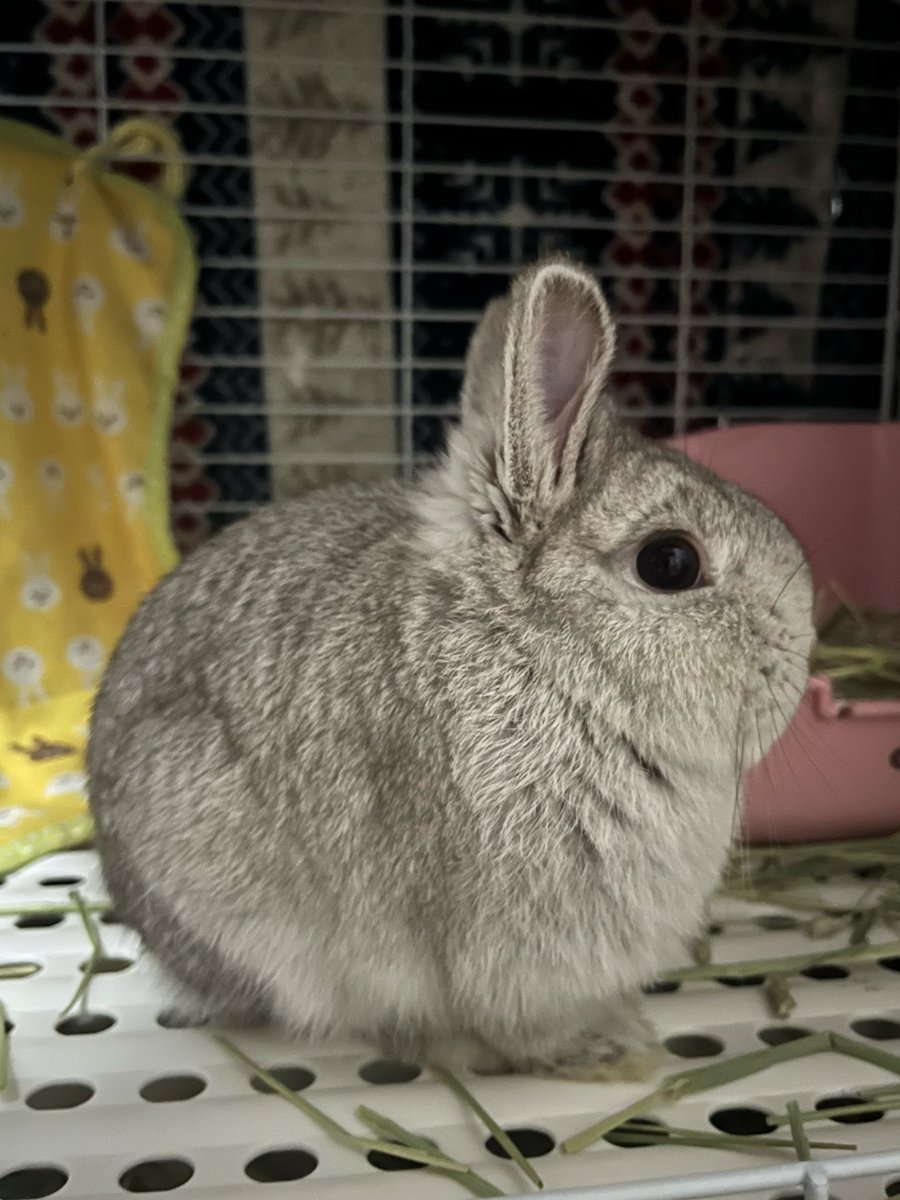 ミニうさぎ🌈モコ&二代目兎⭐️プク tweet media