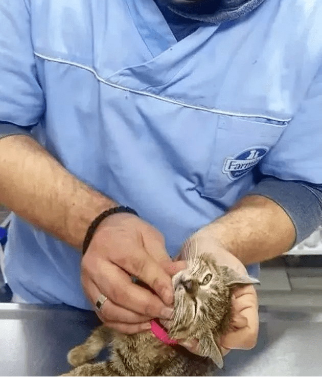 Raul Capeles tweet media