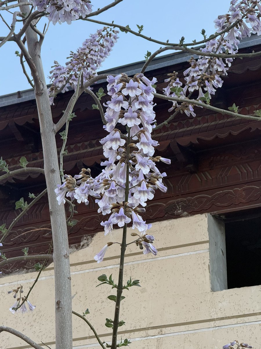 Ma’buda Shiva tweet media