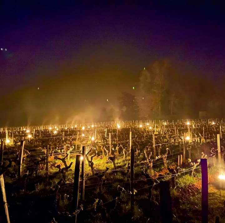 grandebougie's tweet photo. C'est beau mais tellement angoissant quand au spectacle que nous avons découvert au petit matin.
Bottes de foin machine de dégivrage hélicoptère bougies toutes les armes ont été déployées pour préserver la vigne
Vainqueur au 1er round.👊
#SaintEmilion #Vignes #Gel #Viticulteurs https://t.co/wBV9SUF4H7