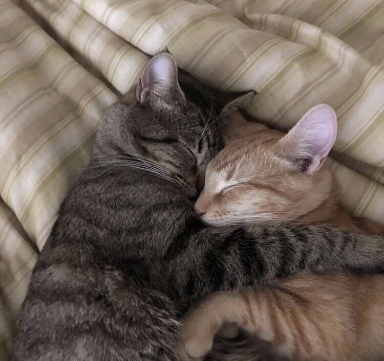 daily cats ♡ tweet media