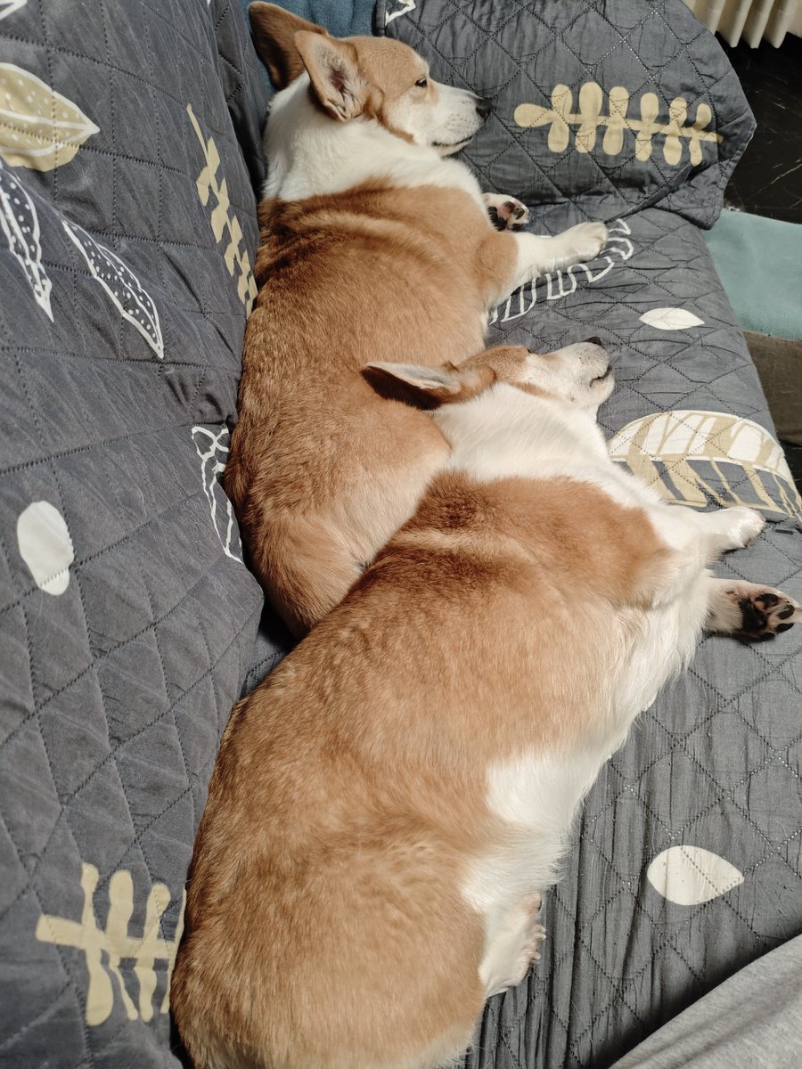 シーフーサン🍭(コーギー) tweet media
