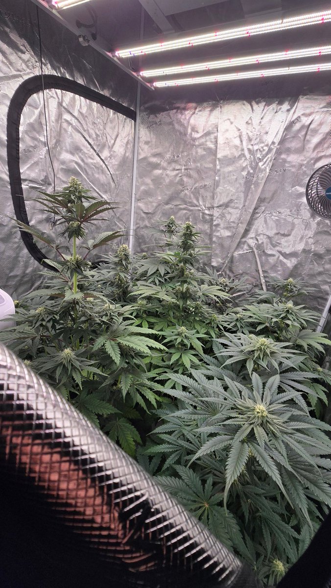 GreenAutoConsumo tweet media