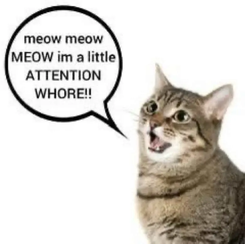 FurryFollowing tweet media