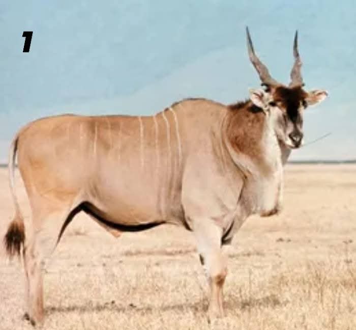 Tate Hafenie Ya Shixungileni 🇳🇦🇿🇦🇩🇰 tweet media